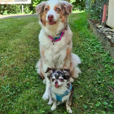Hundetreffen-Gassi- & Spielfreunde für meine 2 Hunde gesucht-Bild