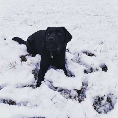 Hundetreffen-Junghunde zum toben-Bild