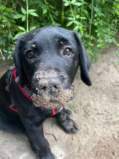 11 wochen alter Labrador Welpe-Beitrag-Bild