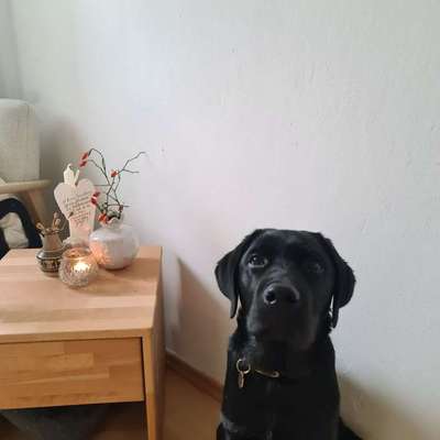 Hundetreffen-Welpen Sozialisierung-Bild