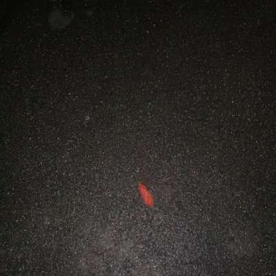 Giftköder-(vermutlich) Giftköder-Bild