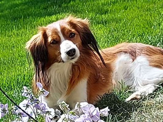 Kooikerhondje-Beitrag-Bild