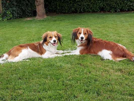 Kooikerhondje-Beitrag-Bild