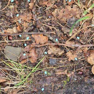 Giftköder-Schneckenkorn-Bild