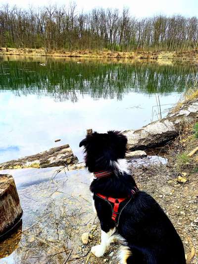 Dogorama-Monats-Challenge-Mai "Wasser"-Beitrag-Bild