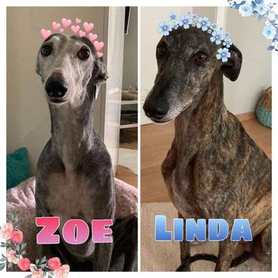 Windhunde - Treffen der besonderen Schönheiten
HERZLICH WILLKOMMEN-Beitrag-Bild