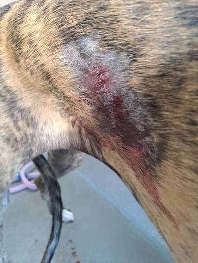 Windhunde - Treffen der besonderen Schönheiten
HERZLICH WILLKOMMEN-Beitrag-Bild