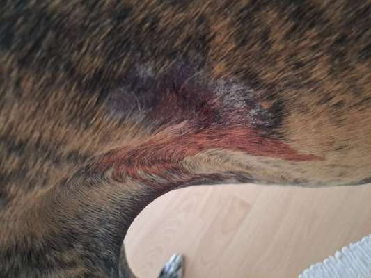 Windhunde - Treffen der besonderen Schönheiten
HERZLICH WILLKOMMEN-Beitrag-Bild