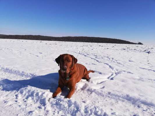 Labradorfans-Beitrag-Bild