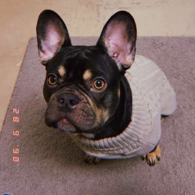 Hundetreffen-Hunde Damen wären sehr erwünscht bei unserem Balu🐻