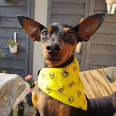 Dogorama Photo Challenge - Tre Chic!-Beitrag-Bild