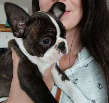 Boston Terrier Liebhaber❤️-Beitrag-Bild