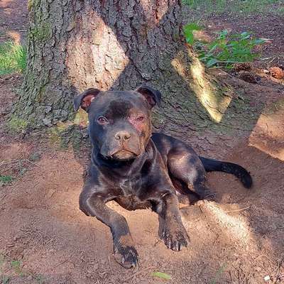 Hundetreffen-Gemeinsame Spaziergänge oder Treffen zum Spielen-Profilbild