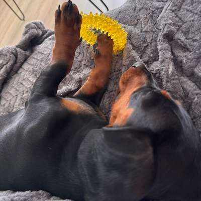 aktuelles Foto Gruppe Dackel