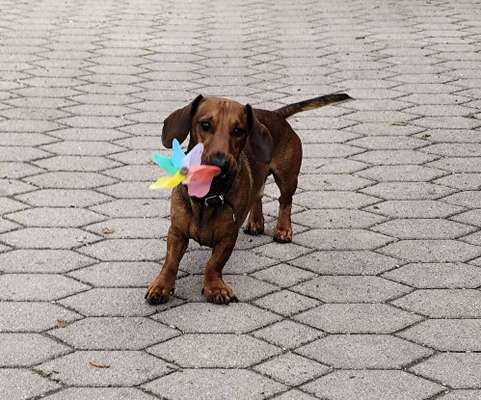 Hundetreffen-Spieltreffen-Bild