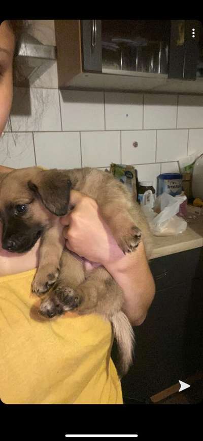 Welpen Bilder !-Beitrag-Bild