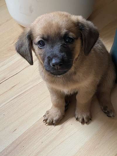 Als Welpen sind sie alle noch süßer-Beitrag-Bild