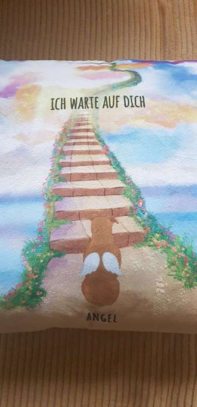 Berührende Hunde Bilder/Videos-Beitrag-Bild