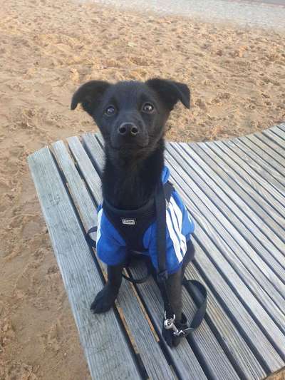 Kleidung für den Labrador?-Beitrag-Bild