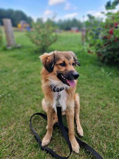 Mischlingshunde Foto Aufruf-Beitrag-Bild