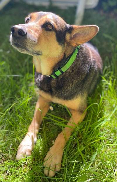 Die Dogorama Monats Challenge "Es grünt und blüht"-Beitrag-Bild