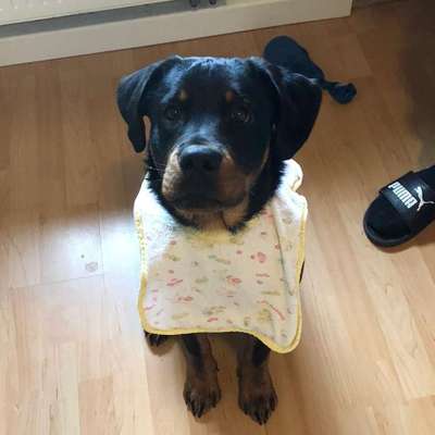 Hundetreffen-Gassirunde/Auspowern-Bild