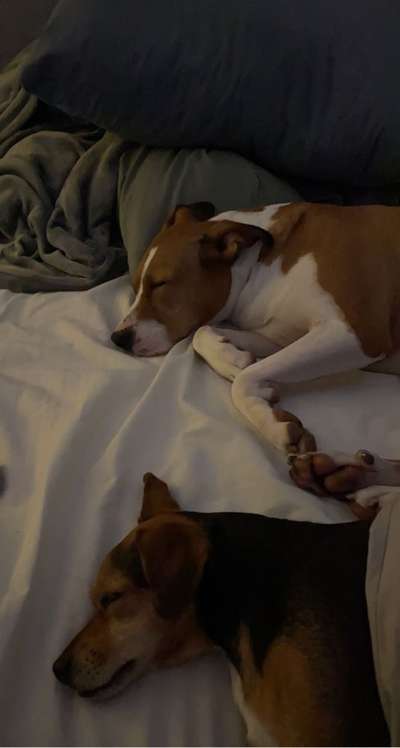 Mischlingshunde Foto Aufruf-Beitrag-Bild