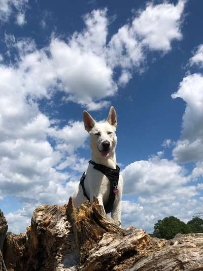 Weisse Schäferhunde-Beitrag-Bild