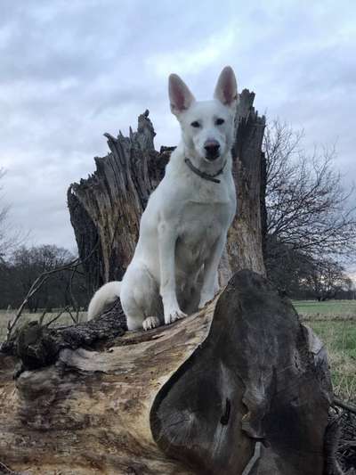 Wie heißt dein Hund?-Beitrag-Bild
