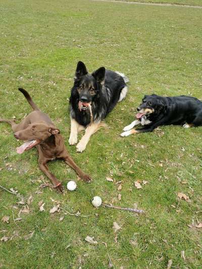 Schäferhund-Fans?-Beitrag-Bild