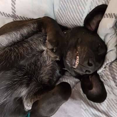 Foto's und Hundemodels-Beitrag-Bild