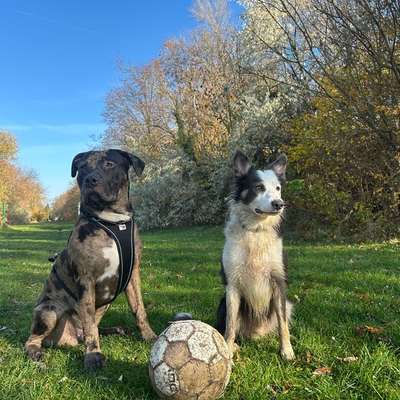 Hundetreffen-Hunde treffen-Bild