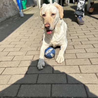 Hundetreffen-Spielen, toben-Bild