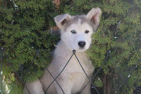 Welpen Bilder !-Beitrag-Bild