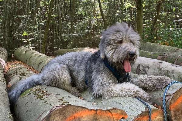 Bergamasker Hirtenhunde oder Bearded Collies hier?-Beitrag-Bild