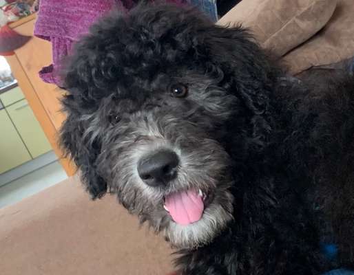 Dogorama Photo Challenge - Hundeblick zum hinschmelzen-Beitrag-Bild