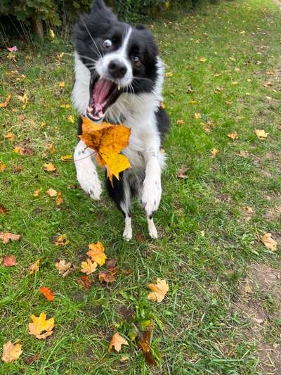 Dogorama Photo Challenge - Spielgesicht-Beitrag-Bild