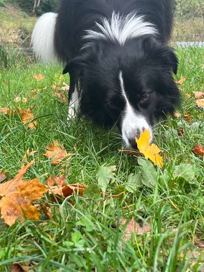 Die wunderschöne Welt mit Hund.-Beitrag-Bild