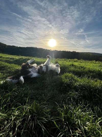 Dogorama Photo Challenge - Gassipause-Beitrag-Bild