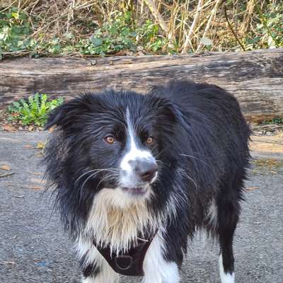 Fotosammlung: ,,Der natürliche Hund" Unbearbeitet, ungestellt und in Natura-Beitrag-Bild