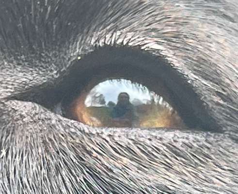 Die Augen Deines Hundes-Beitrag-Bild