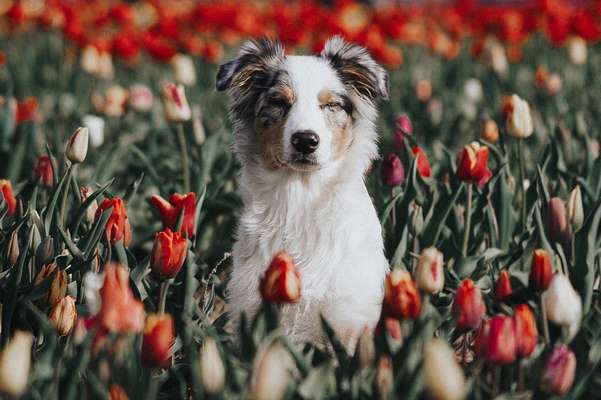 Die Dogorama Kalender Challenge Teil 3/4-Beitrag-Bild