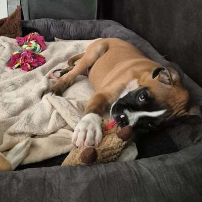 Hundetreffen-Suche Spielgefährten für Boxer (12Wochen)-Bild