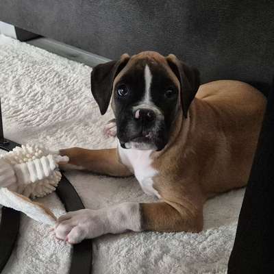 Hundetreffen-Suche Spielgefährten für Boxer Milo (12Wochen)-Bild