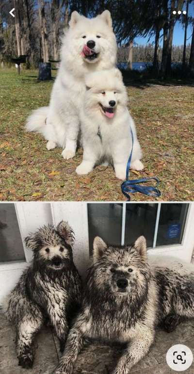 Hunde Memes-Beitrag-Bild