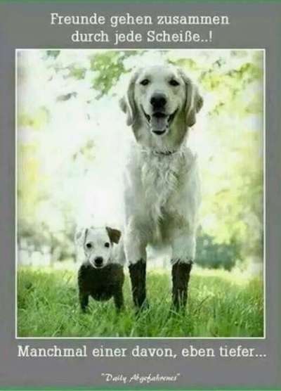 Hunde Memes-Beitrag-Bild