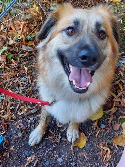 Wie heißt dein Hund?-Beitrag-Bild