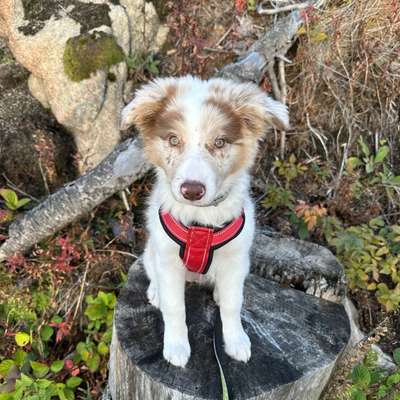 Hundetreffen-Welpen/-junghundtreffen-Bild