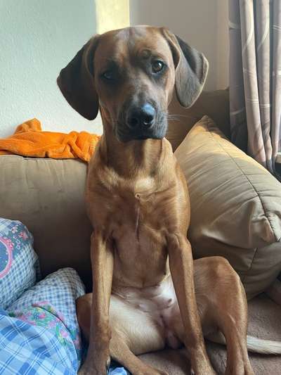 Hundetreffen-Kumpels zum regelmäßigem Spielen und Raufen gesucht-Bild