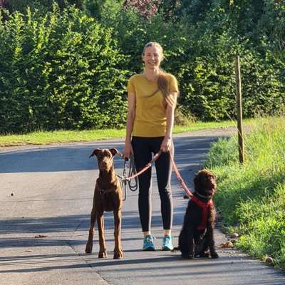 Hundetreffen-Später kühler Abendspaziergang am Main-Bild